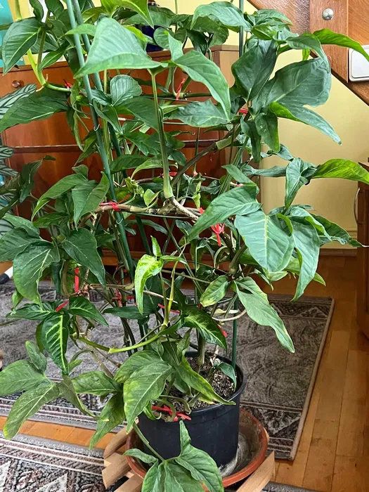 Plante de apartament rezistente, plante cu flori