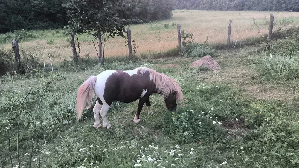 Ponei mascul de vanzare