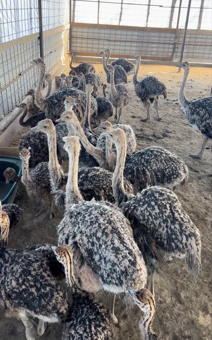 Pui de struti incepand cu 30 zile de viata - animale domestice