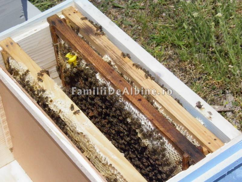 Roiuri de albine la pachet de vanzare