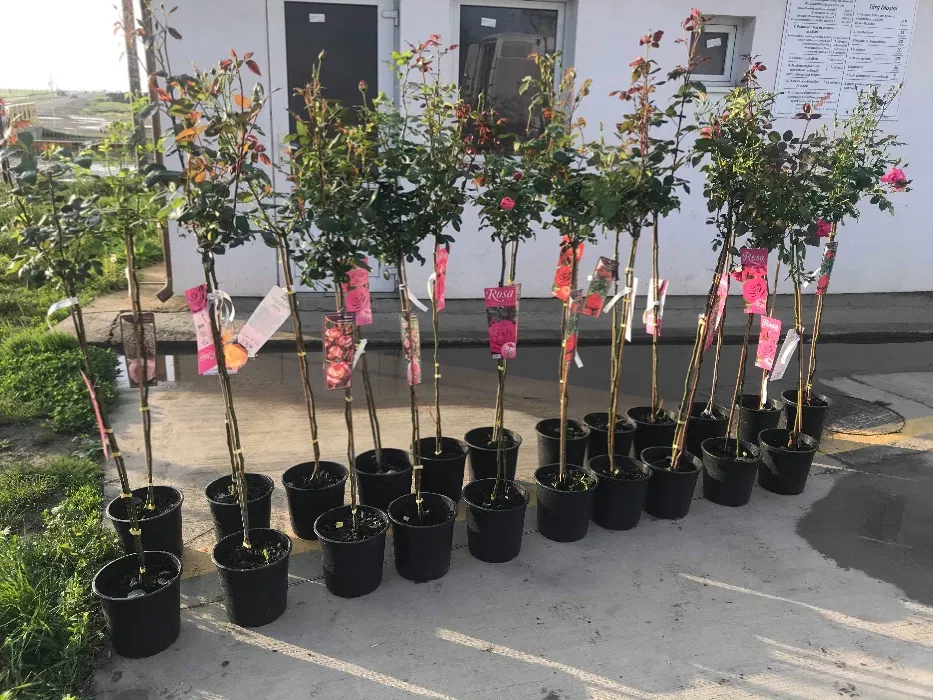 Tuia Pomi Flori Trandafiri Vita de vie Arbuști Magnoli