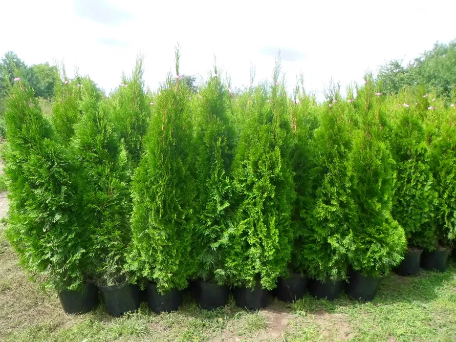 Tuia Thuia Thuja smaragd, gros, frumos, mare 160-180cm