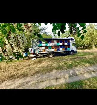 Miere Salcâm 35 Lei și Miere Rapiță 25 Lei 3
