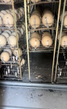 Pui de struti incepand cu 30 zile de viata - animale domestice 2