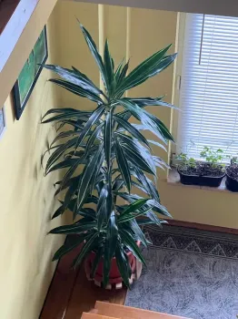 Plante de apartament rezistente, plante cu flori 1