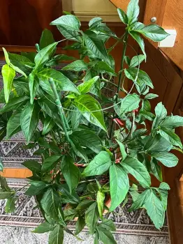Plante de apartament rezistente, plante cu flori 2