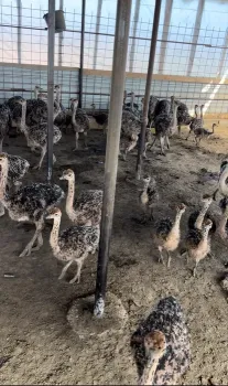 Pui de struti incepand cu 30 zile de viata - animale domestice 1