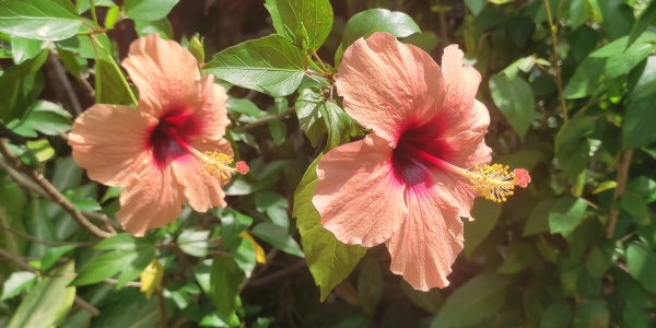 Plante de apartament cu flori deosebite 1