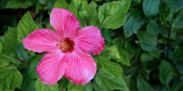 Plante de apartament cu flori deosebite 2