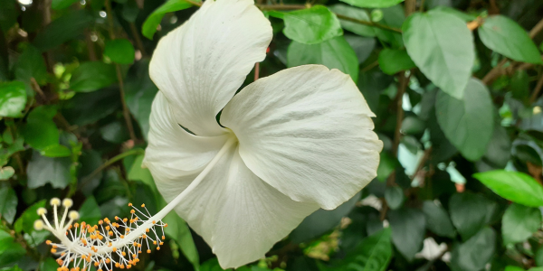 Plante de apartament cu flori deosebite 3