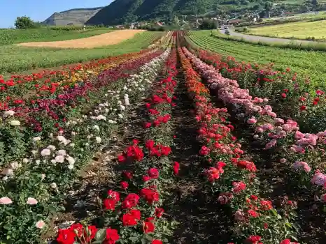Trandafiri angro 30 de soiuri 1