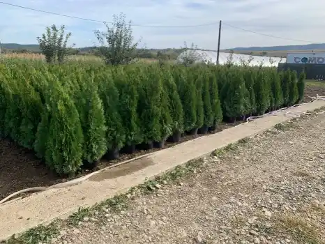 Tuia Pomi Flori Trandafiri Vita de vie Arbuști Magnoli 1