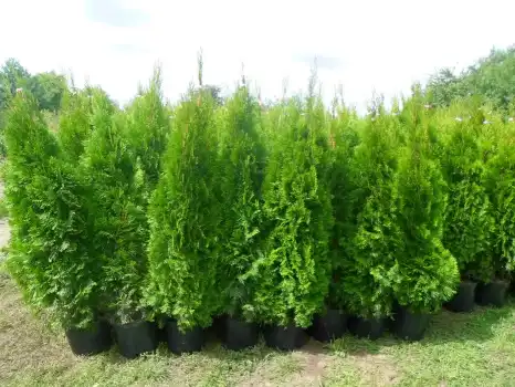 Tuia Thuia Thuja smaragd, gros, frumos, mare 160-180cm