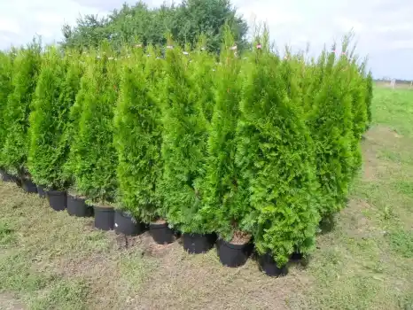 Tuia Thuia Thuja smaragd, gros, frumos, mare 160-180cm 1