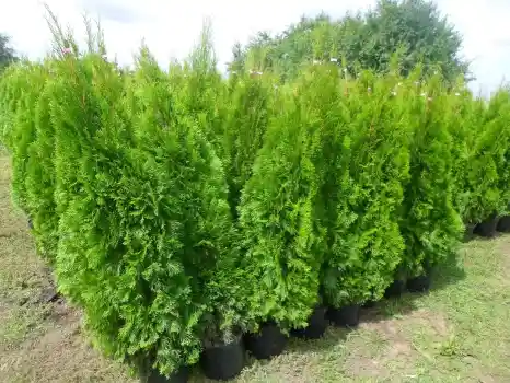 Tuia Thuia Thuja smaragd, gros, frumos, mare 160-180cm 2