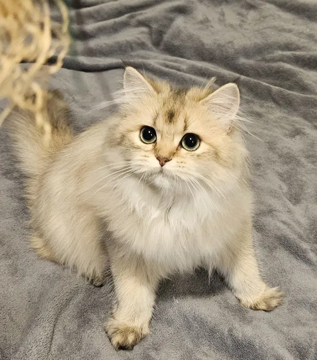 Pui British Longhair Femela cu PedigreePui British Longhair Femel