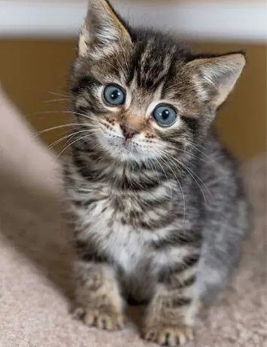 American Shorthair Mascul