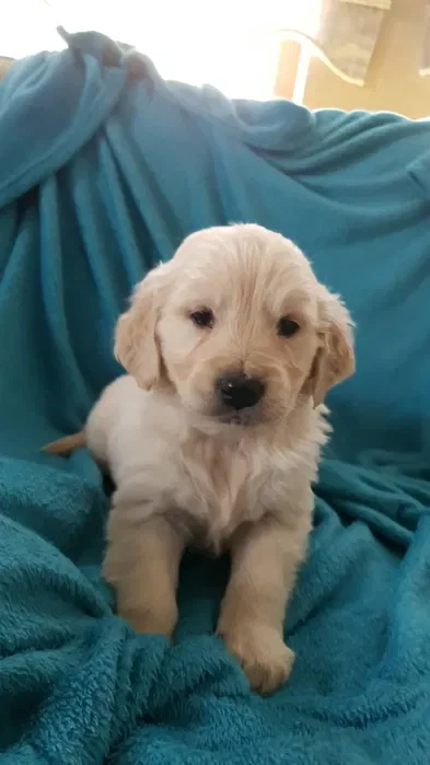 Golden retriever, din linie de top-Mediguard