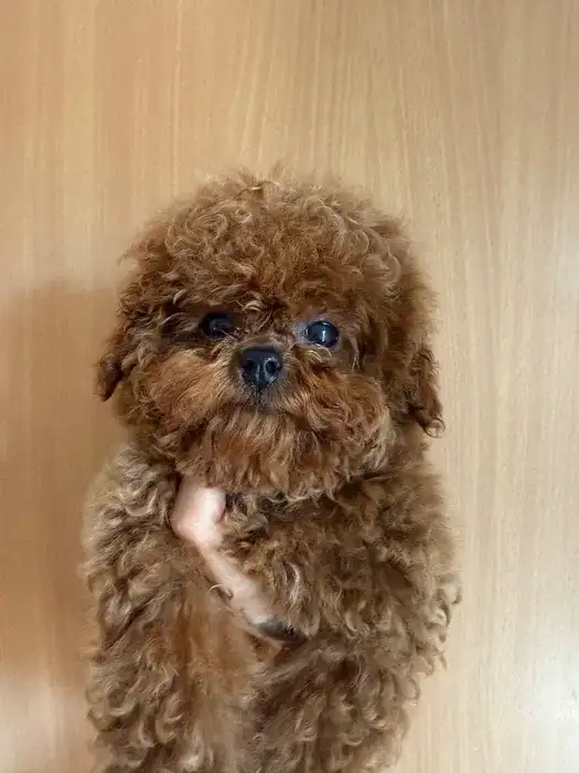 Femela pudel mini teacup roșu