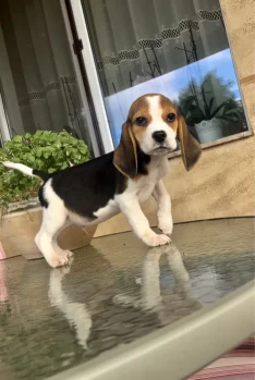 Beagle tricolor rasa pura cu pedigree