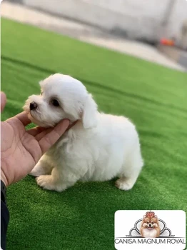 Bichon maltez mini toy 1