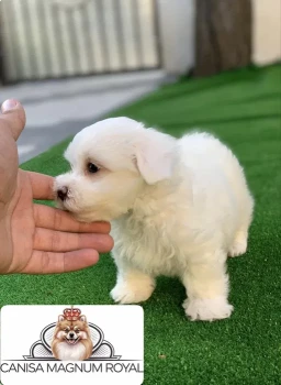 Bichon maltez mini toy 2
