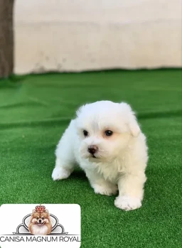Bichon maltez mini toy 3