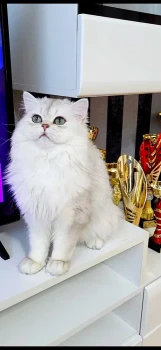 British longhair exemplar foarte frumos