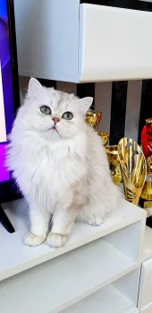 British longhair exemplar foarte frumos 1