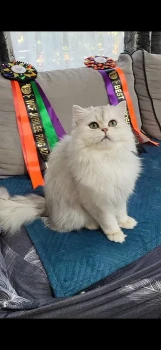 British longhair exemplar foarte frumos 2