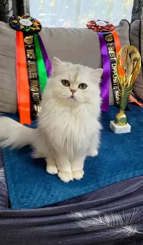 British longhair exemplar foarte frumos 3