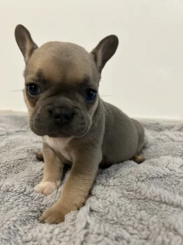 Căței bulldog francez cu pedigre