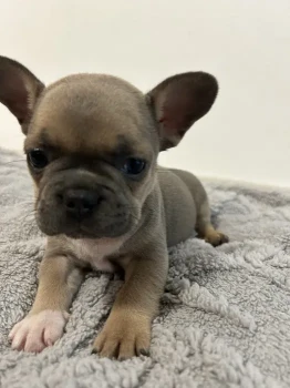 Căței bulldog francez cu pedigre 1