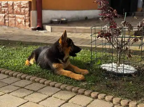 Femela ciobanesc german cu pedigre 1