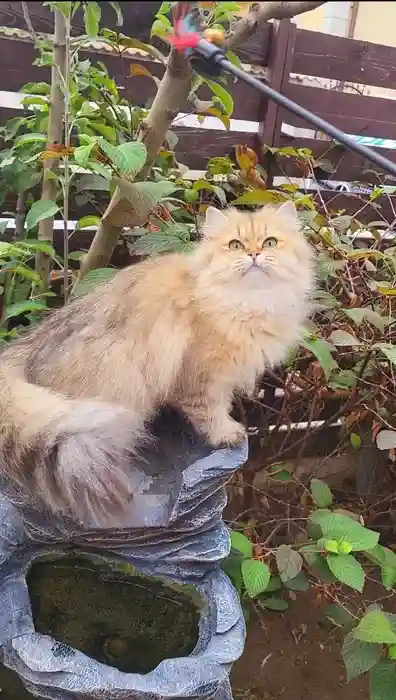 Fetita british longhair Champion Junior si Adult