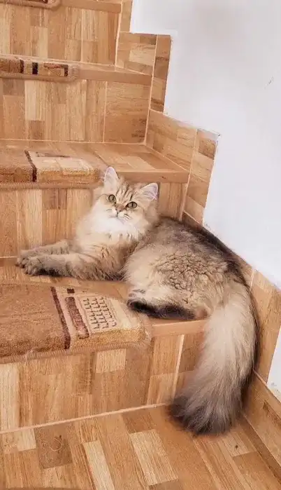 Fetita british longhair Champion Junior si Adult 2