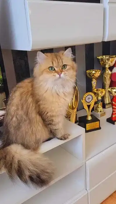 Fetita british longhair Champion Junior si Adult 3