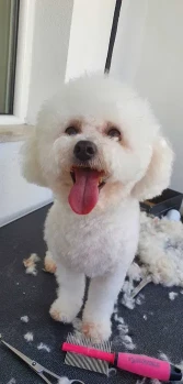 Tund catei, pret pachet 100 lei. Frizerie canină 1
