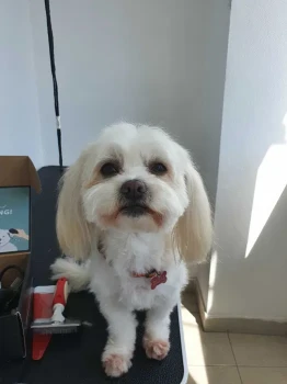 Tund catei, pret pachet 100 lei. Frizerie canină 2