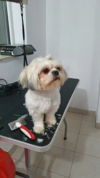 Tund catei, pret pachet 100 lei. Frizerie canină 3