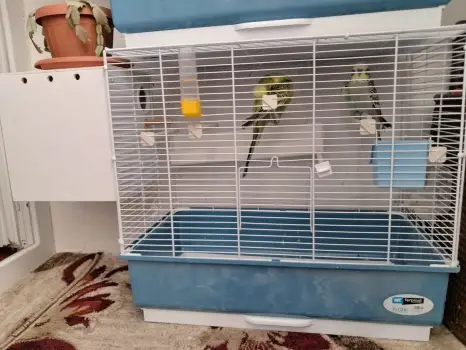 Vând papagali perusi standard și comuni 3