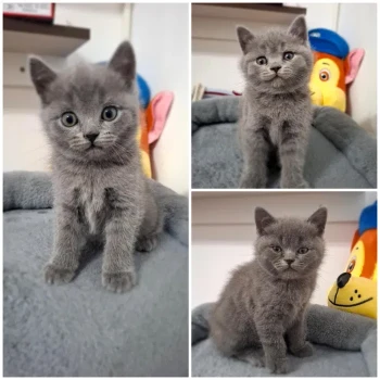 Vand pisicute British Shorthair