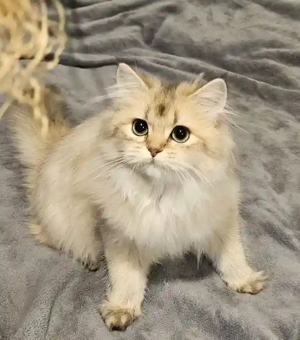 Pui British Longhair Femela cu PedigreePui British Longhair Femel