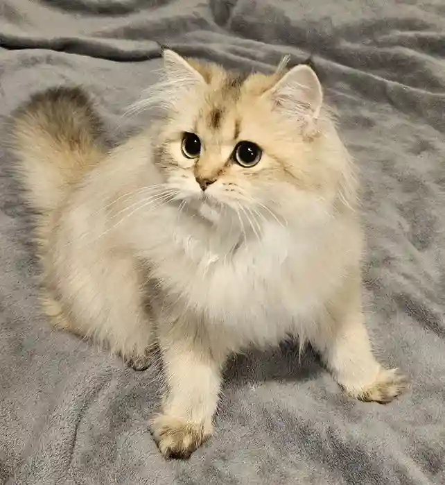 Pui British Longhair Femela cu PedigreePui British Longhair Femel 2
