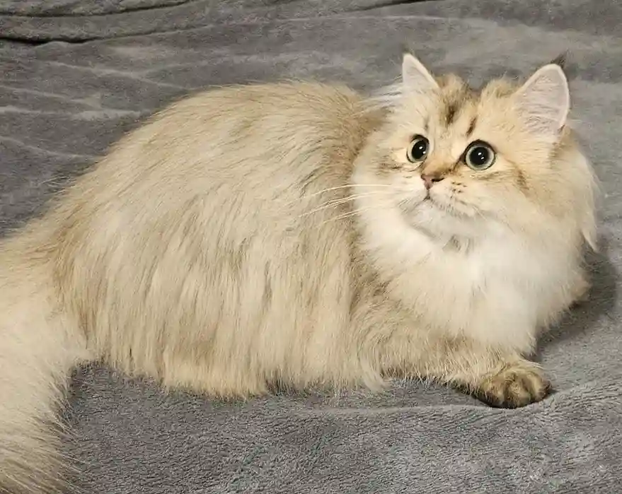 Pui British Longhair Femela cu PedigreePui British Longhair Femel 3
