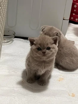 Vand Pui pisica rasa Scottish Fold