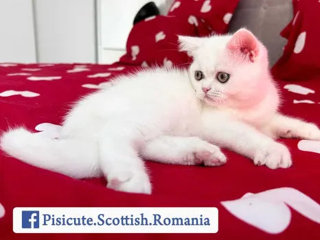 Pisicuta Scottish Straight - Pedigree si Carnet de Sanatate 1