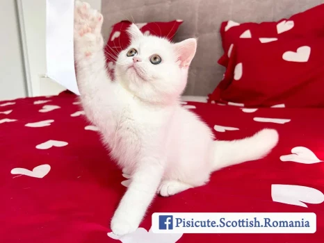 Pisicuta Scottish Straight - Pedigree si Carnet de Sanatate 2